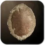 Eagle Feather Shield Eagle Feather Shield